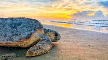US agency to participate in deeper study of dredging threats to sea turtles