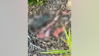 Florida pro-life pregnancy center targeted with decapitated chicken, mutilated lamb in ‘ritualistic attack’