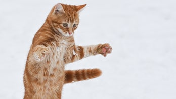 Michigan lawmakers consider amending bill in order to outlaw certain surgical procedures for cats