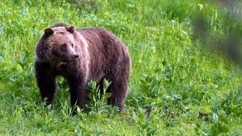 Federal appeals court in Denver rules agencies must limit the killing of grizzly bears in Wyoming