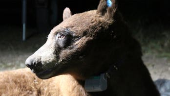 Researchers capture, radio-collar bear in Santa Monica Mountains near LA for 1st time ever