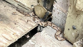 Virginia homeowner comes across 2-foot venomous copperhead — and it's not the only snake in the den
