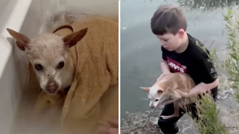 Texas family rescues tiny 19-year-old dog from pond, returns her to owner within hours