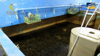 European authorities arrest 27, seize tons of endangered eels in suspected smuggling ring