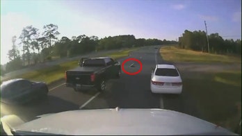 Florida driver stops for turtle crossing busy highway, causes multi-vehicle crash: video