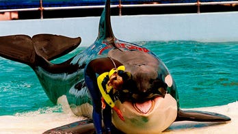 Miami park prepares Lolita the whale for a possible return to the wild