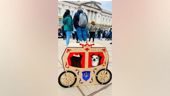 Coronation fit for a canine: Pampered pooch gets a private London tour in a carriage