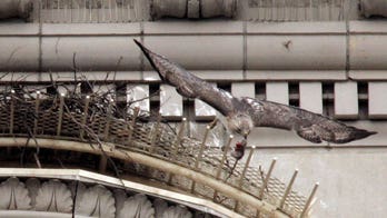 Pale Male, iconic hawk nested over NYC's Fifth Ave for decades, dead at 33