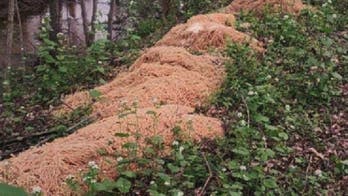 New Jersey resident finds giant mounds of dumped pasta in woods