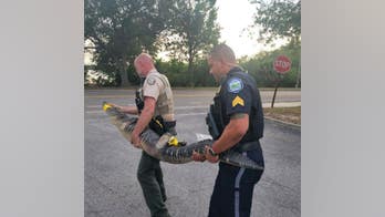 Florida authorities remove 6-foot alligator from Publix grocery store parking lot