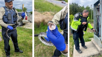 ‘Large’ snake causes power outage at Virginia intersection during morning rush hour