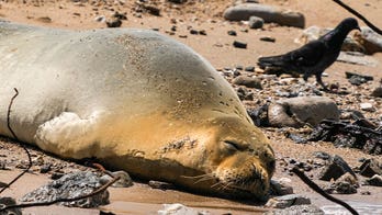 Israeli city Tel Aviv spots a rare, endangered seal sunbathing on a beach