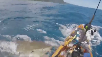 Fisherman captures intense footage of tiger shark attacking his kayak off Hawaii coast