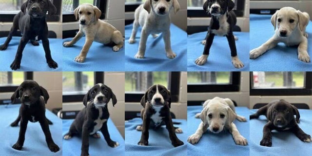 10 adorable puppies dumped on side of road in Georgia looking for forever homes 10 adorable puppies dumped on side of road in Georgia looking for forever homes