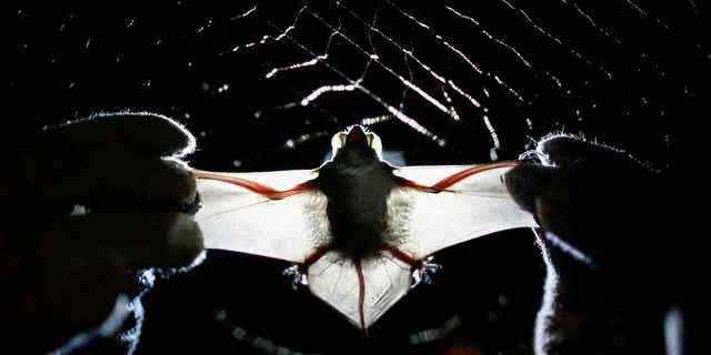 A bat from the University of Brasilia 