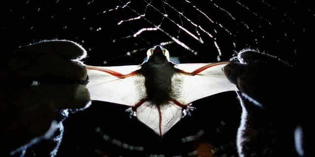 A bat from the University of Brasilia 