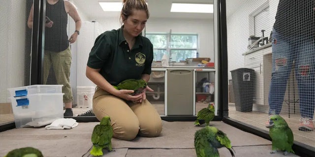 Parrots in care facility