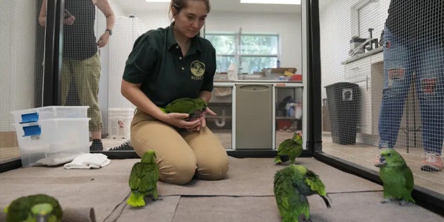 Miami airport customs nab Taiwanese man for bizarre contraband after hearing chirping from bag 8 Parrots in care facility
