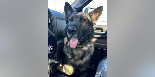 Tango, the injured police K9
