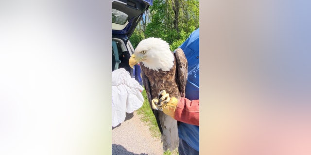 bald eagle in wisconsin