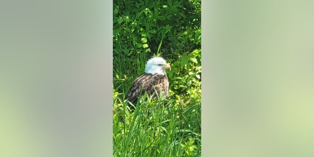 eagle in grass