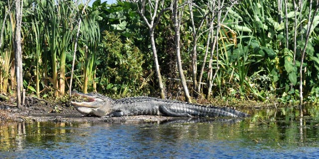 Alligator in Florida