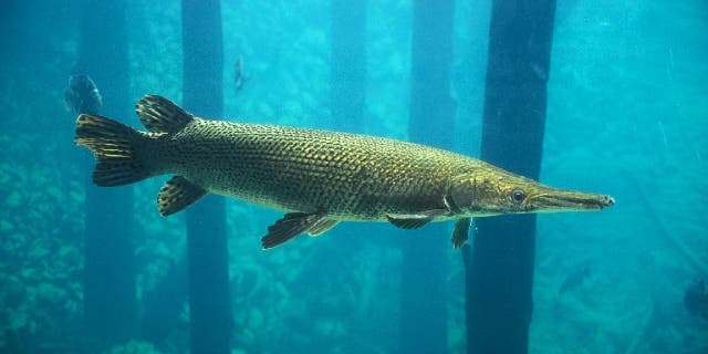 Alligator gar swims in blue water