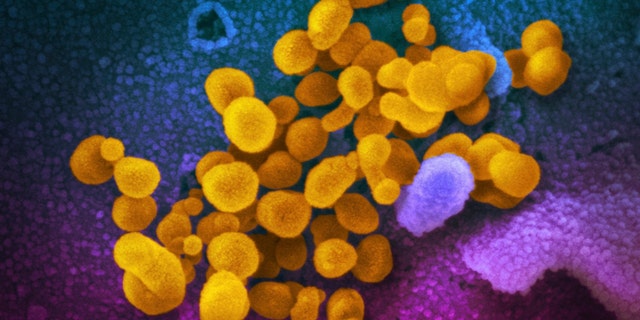 فيروس كورونا الجديد SARS-CoV-2