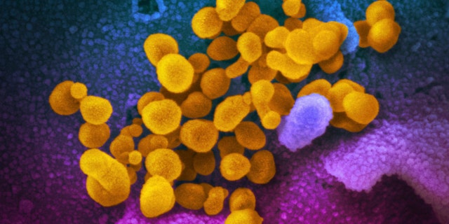 El nuevo coronavirus SARS-CoV-2