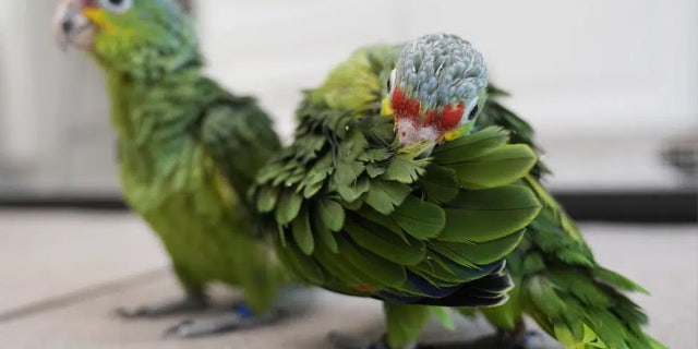 Miami airport customs nab Taiwanese man for bizarre contraband after hearing chirping from bag 4 Parrots