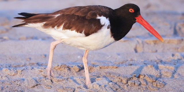 American oystercatcher