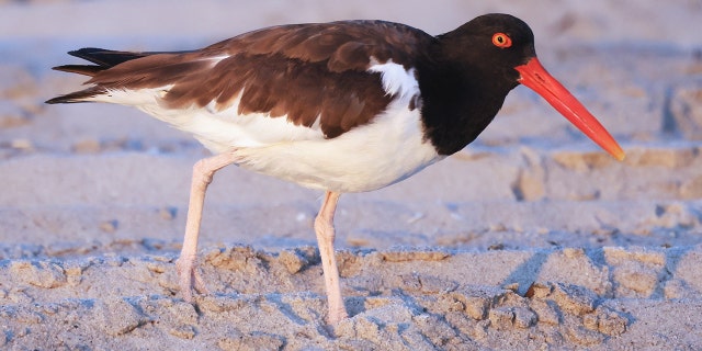 American oystercatcher