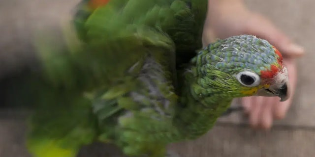 Miami airport customs nab Taiwanese man for bizarre contraband after hearing chirping from bag 5 parrot