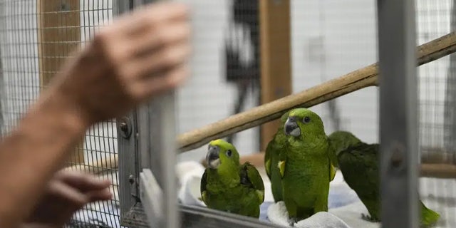 Miami airport customs nab Taiwanese man for bizarre contraband after hearing chirping from bag 3 Parrots