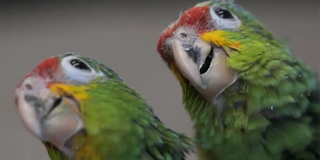 Miami airport customs nab Taiwanese man for bizarre contraband after hearing chirping from bag 2 Parrots