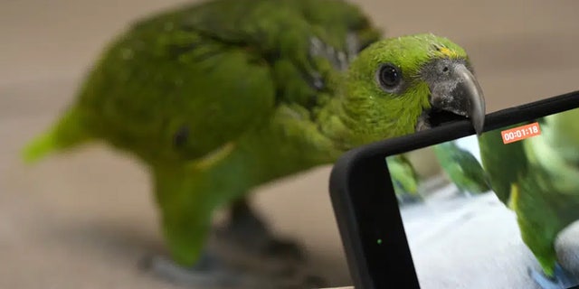 Parrot grabbing cell phone with beak