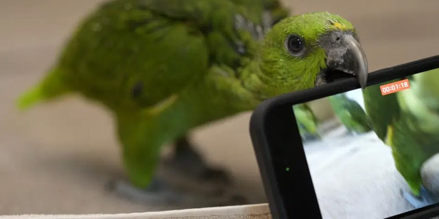 Miami airport customs nab Taiwanese man for bizarre contraband after hearing chirping from bag 7 Parrot grabbing cell phone with beak