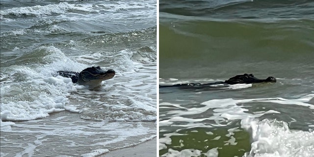 AL gator split
