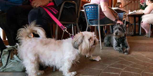 dog at table