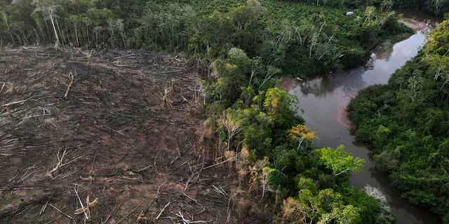 Cut down trees in Peru