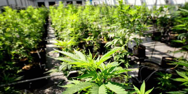 Marijuana plants grow at a Minnesota Medical Solutions greenhouse