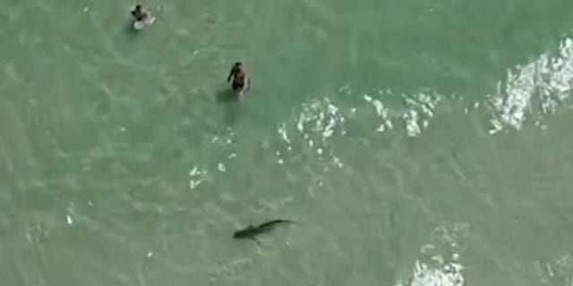 Shark circles man and and child at alabama beach