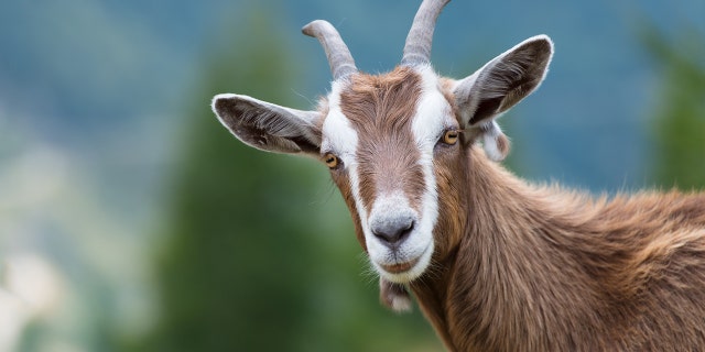 Biden DOE claims district removing books discussing bestiality likely violated civil rights law 4 Biden Department of Education Office of civil rights sexually explicit books