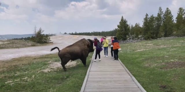 A woman attempts to pet a bison on the head.