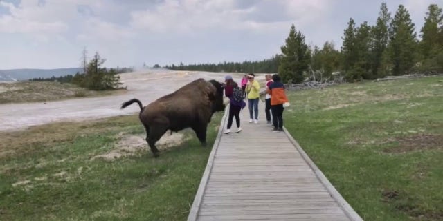 A woman attempts to pet a bison on the head.