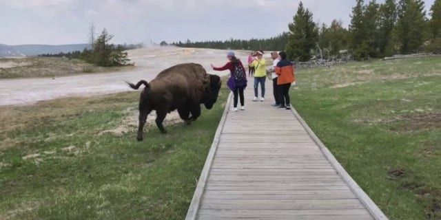 Tourists attempt to take selfies with a bison at Yellowstone National Park