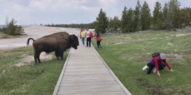 A tourist scrambles away from a bison after it lunged at her