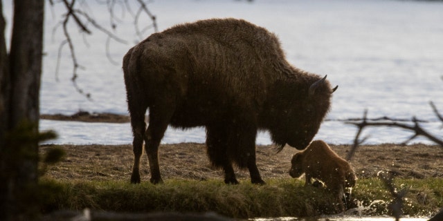 Bison family