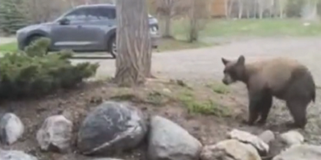 Bear on homeowner's property in Colorado