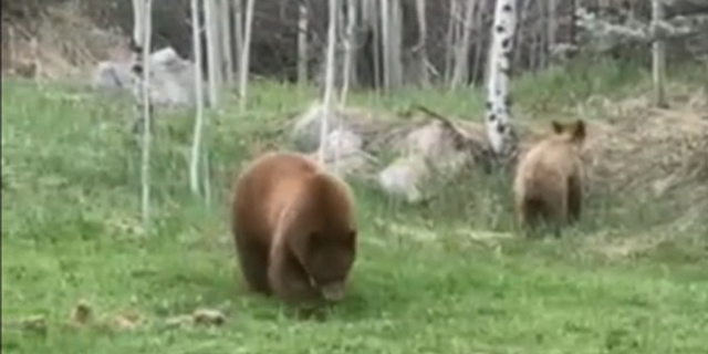 Ayılar Colorado'daki evin bahçesinde dolaşıyor